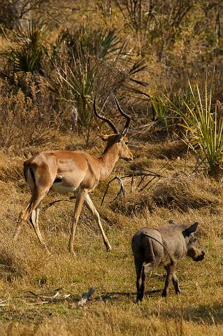 088 Okavango Delta, impala met wrattenzwijn.jpg